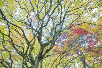 黄色と赤の紅葉