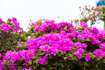 鶴見岳のミヤマキリシマ