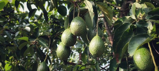Avocado Strains Booth 8 in avocado breeding park, Tak province, Thailand