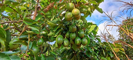 Avocado Strains Booth 8 in avocado breeding park, Tak province, Thailand