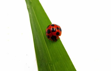 ladybug on green leaf
