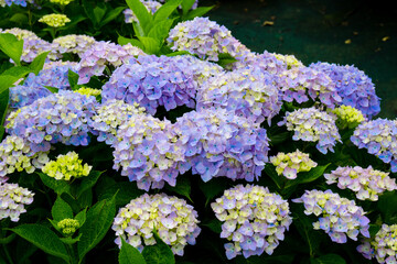 響山のアジサイ