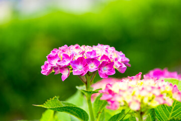 響山のアジサイ