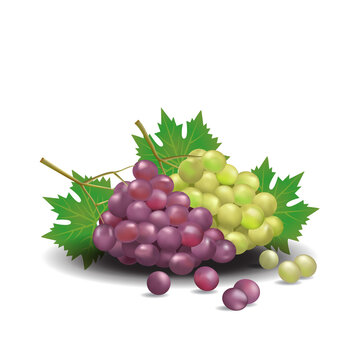 Grape Healthy Organic Fresh Fruit Summer Isolated Vector Illustration