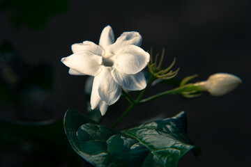 Fototapeta na wymiar exotic white jasmine flower bloom on the tree