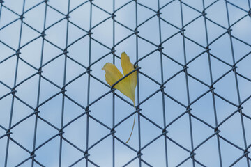 フェンスにはまったイチョウ