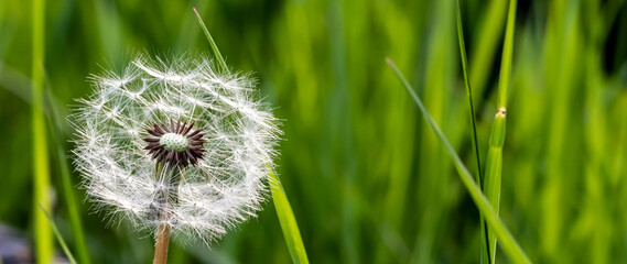 A close up of a dandelion puffball against tall grass in soft focus in behind.
