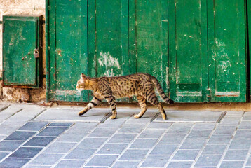 leopard cat on the street