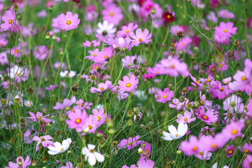 Blossom background of pink cosmos field close up nature