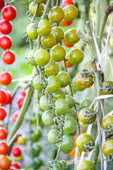 Green tomatoes hanging ontree in vegetables farm background