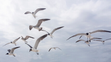 Seagulls Soar Above Gulf Shores