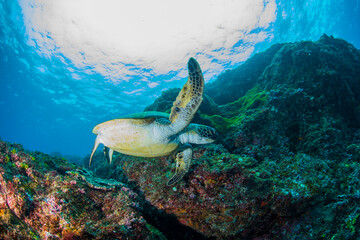 Hachijo Island  sea 八丈島　海 ウミガメ　太陽　sea turtle