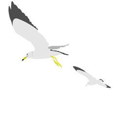 Illustration of two seagulls flying in the sky (white background, vector, cut out)
