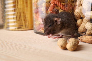 Small brown rat looking for food on wooden shelf
