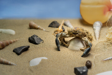 Fototapeta na wymiar a crab sunbathing on the beach sand and on a clam shell against a blue sky