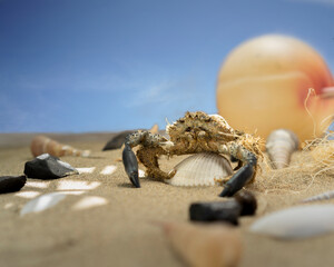 a crab sunbathing on the beach sand and on a clam shell against a blue sky