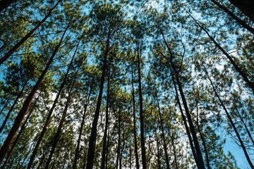 Trees in the middle of the forest with a clear sky view. forest in the morning. Panorama of foggy forest