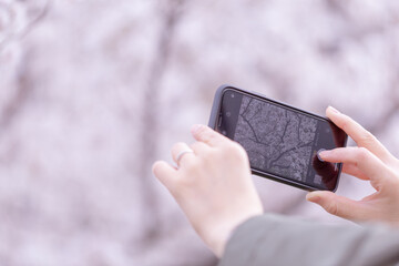 桜を撮るスマホ