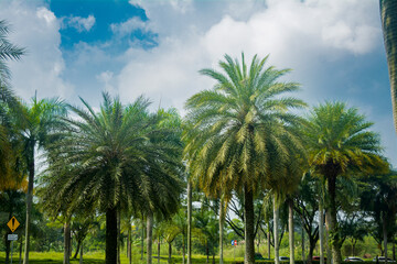 Fototapeta na wymiar Palm trees along Indonesian urban roads