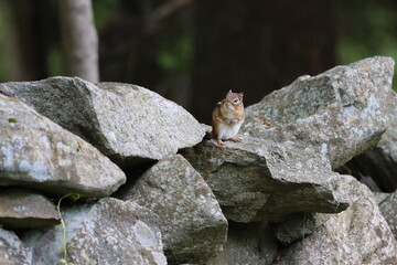 Eastern chipmunk on a stone wall