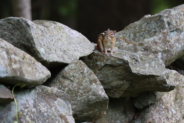 Eastern chipmunk on a stone wall