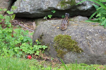 Eastern chipmunk looking down rocks