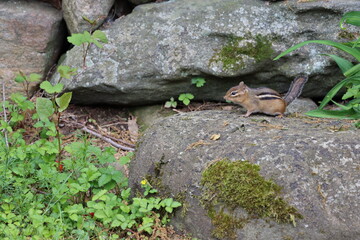 Eastern chipmunk on rocks