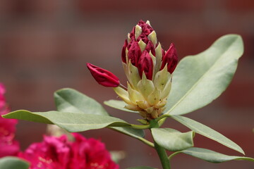 Rhododendron in springtime