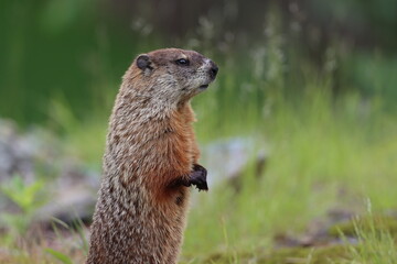 Woodchuck standing at attention