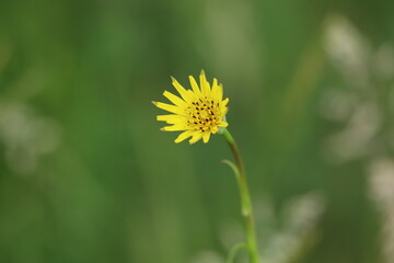 Meadow salsify flower