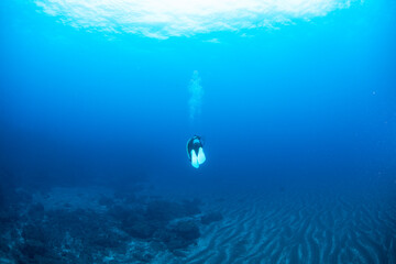 Fototapeta premium 八丈島 Hachijo Island sea ダイビング