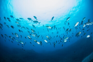 八丈島　Hachijo Island  sea  ダイビング　魚の群れ