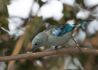 blue gray tanager killing a moth for lunch