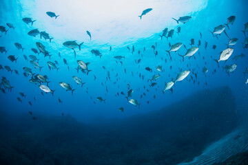 Fototapeta na wymiar 八丈島　Hachijo Island sea ダイビング　魚の群れ