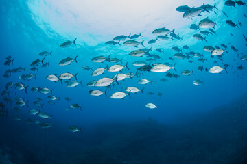 Fototapeta na wymiar 八丈島　Hachijo Island sea ダイビング　魚の群れ　海　水中