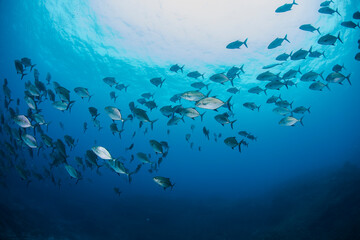 Fototapeta na wymiar 八丈島　Hachijo Island sea ダイビング　魚の群れ　海　水中 太陽