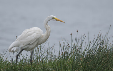great egret 