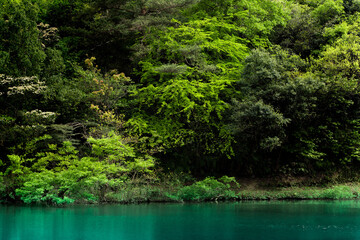 Obraz premium 【自然】新緑と池【風景】