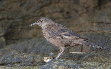 portrait of an endemic surf cinclodes perched near the shore