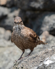 portrait of an endemic surf cinclodes perched near the shore
