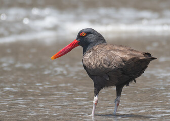 Portrait of a blackish oystercatcher on the beach