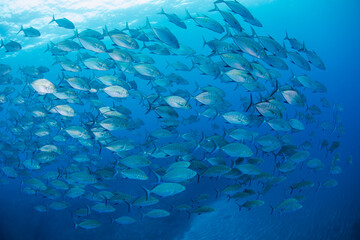 Fototapeta na wymiar 八丈島　Hachijo Island sea ダイビング　魚の群れ　海　水中　ナンヨウカイワリ　青い海　School of fish