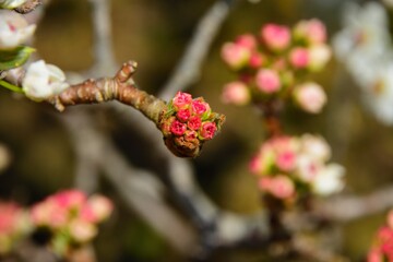 Tiny pink blossoms beginning to bloom