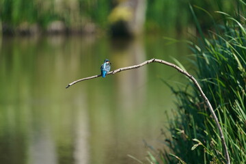common kingfisher on the branch
