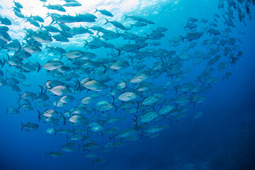 School of fish Diving