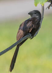 portrait of groove billed ani on a branch