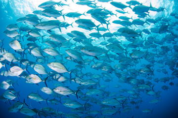 School of fish Hachijyo Island