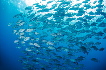 Fototapeta na wymiar scuba diving 八丈島　青い海　Hachijo Island sea ダイビング　魚の群れ　水中　ナンヨウカイワリ　School of fish 
