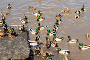 wild ducks on the spring pond