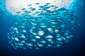 Fototapeta na wymiar 八丈島観光　青い海　Hachijo Island sea 　魚の群れ　水中　ナンヨウカイワリ　School of fish ダイビング
